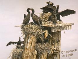 Cormorants-Pictou